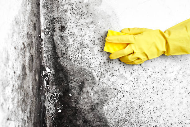 Best Attic Mold Removal  in Fowlerville, MI