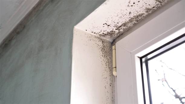 Best Mold Cleaning Services  in Fowlerville, MI
