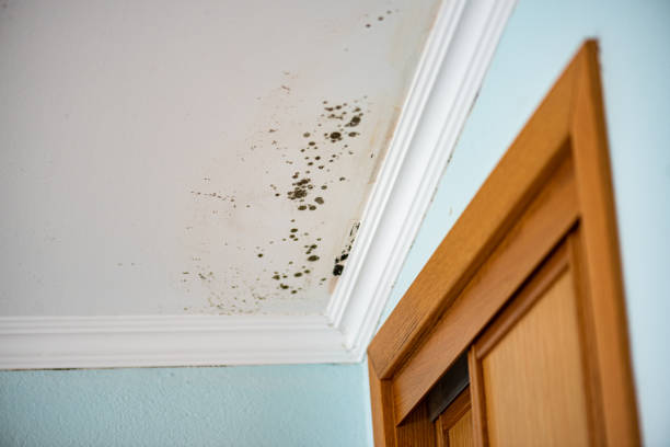 Professional Mold Removal in Fowlerville, MI