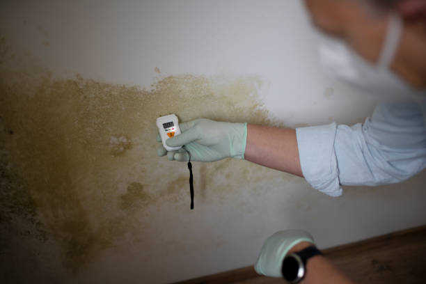 Best Black Mold Removal  in Fowlerville, MI