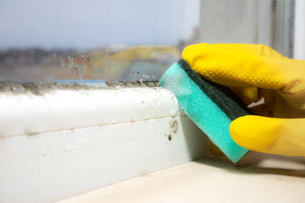 Best Mold Removal Near Me  in Fowlerville, MI