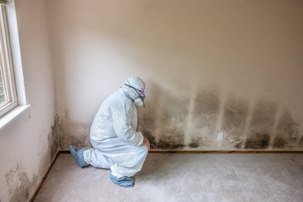 Best Same-Day Mold Removal  in Fowlerville, MI