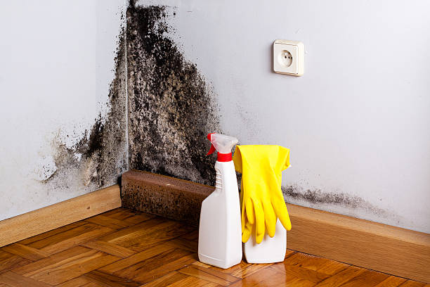 Best Mold Testing  in Fowlerville, MI