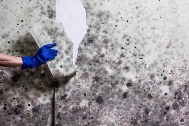 Best Crawl Space Mold Removal  in Fowlerville, MI