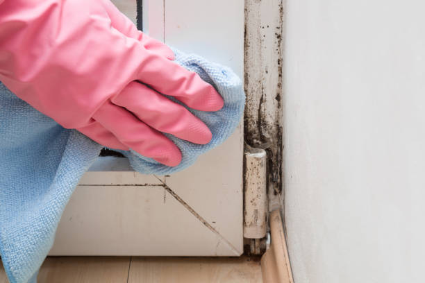 Best Attic Mold Removal  in Fowlerville, MI