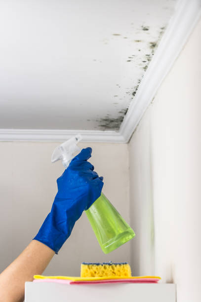 Best Local Mold Removal Service  in Fowlerville, MI